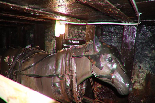 horses-were-used-in-the-1