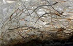 eels_elvers_thumb