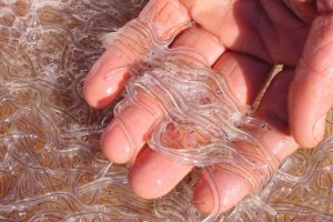 elvers-e1494355834130-1199x800